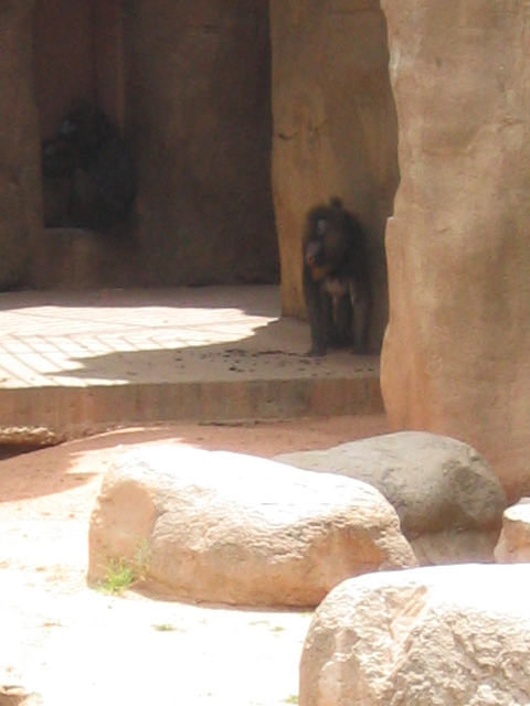 458x617 pixels (127K)